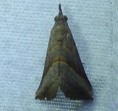 Hypena degesalis