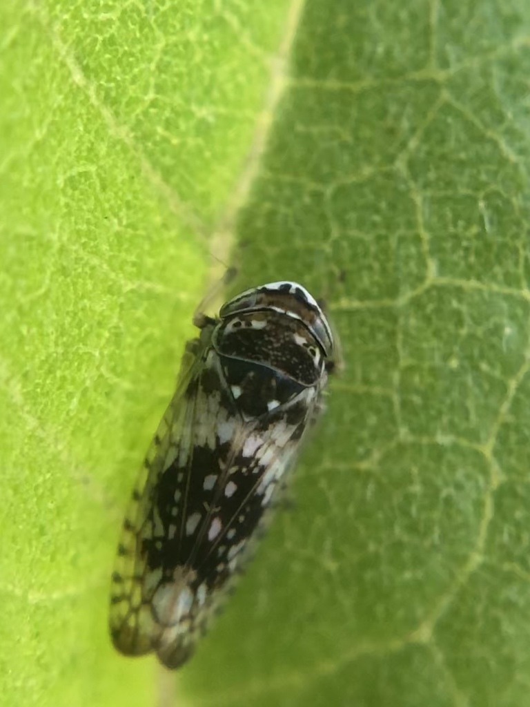 Mesamia nigridorsum