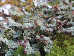 Cladonia parasitica