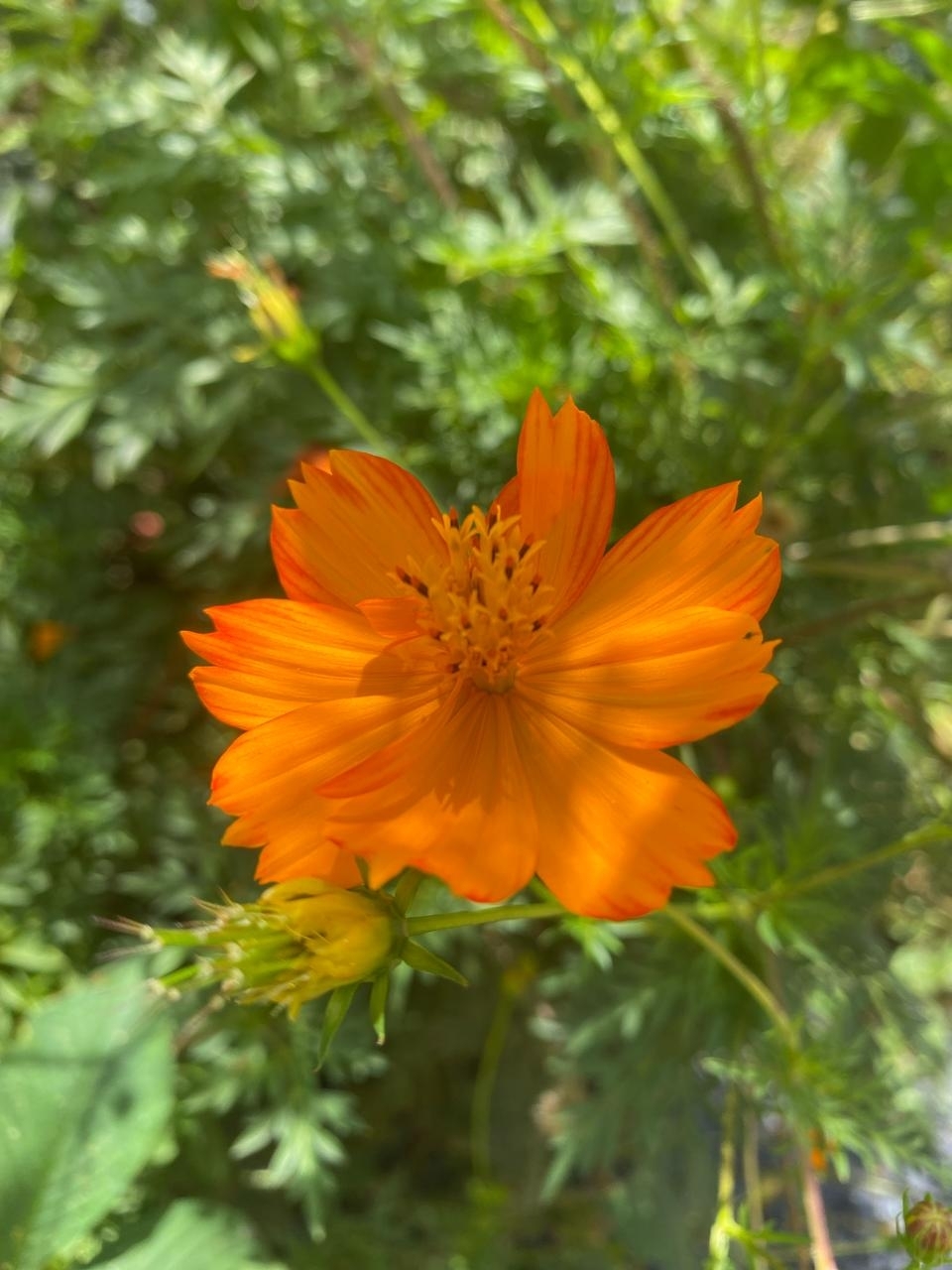 Cosmos sulphureus