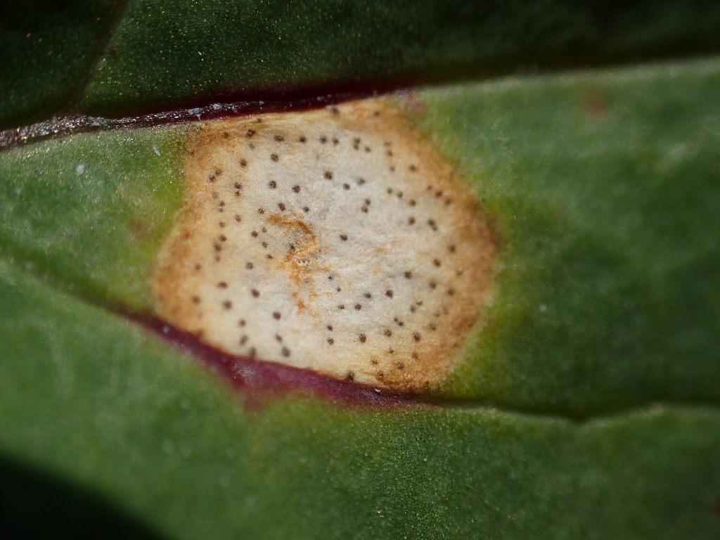 Neocamarosporiaceae