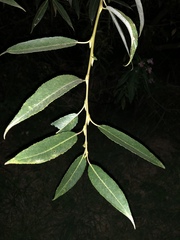 Salix × speciosa