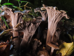 Craterellus cinereus