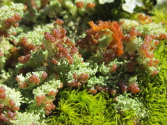 Cladonia parasitica