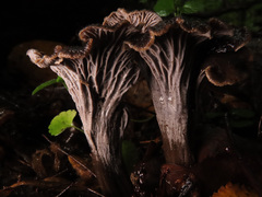 Craterellus cinereus