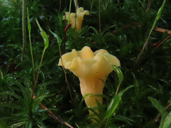 Craterellus luteus