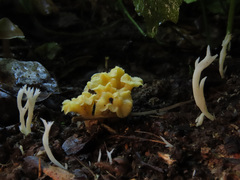 Craterellus luteus