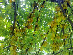 Averrhoa carambola
