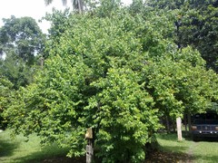 Averrhoa carambola