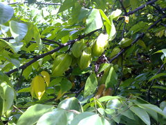 Averrhoa carambola