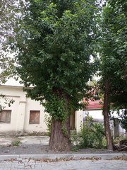 Populus × berolinensis