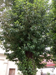 Populus × berolinensis