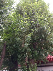 Populus × berolinensis