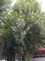 Populus × berolinensis