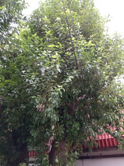 Populus × berolinensis