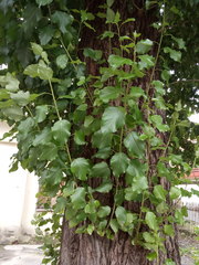 Populus × berolinensis