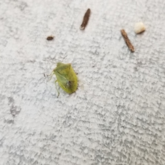 Thyanta pallidovirens