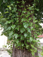 Populus × berolinensis