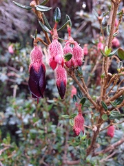 Brachyotum jamesonii