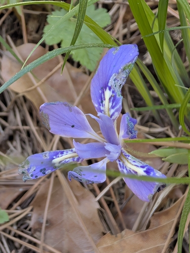 Image of Iris rossii by (c) engagenosey, some rights reserved (CC BY)