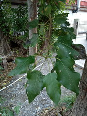 Populus × berolinensis