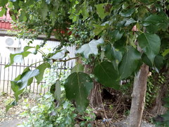 Populus × berolinensis