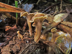 Craterellus undulatus