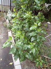 Populus × berolinensis