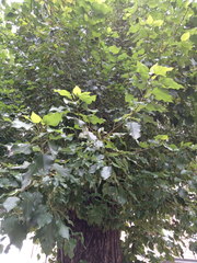 Populus × berolinensis