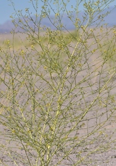 Carsonia sparsifolia