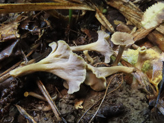 Craterellus undulatus