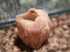 Notomegabalanus decorus