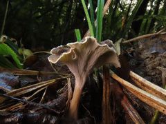 Craterellus undulatus