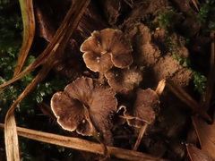 Craterellus undulatus