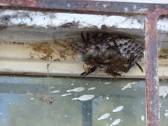 Mischocyttarus navajo