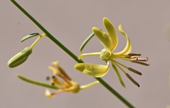 Carsonia sparsifolia
