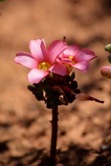 Oxalis convexula