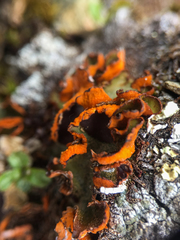 Solorina crocea