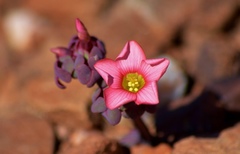 Oxalis convexula