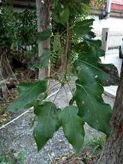 Populus × berolinensis
