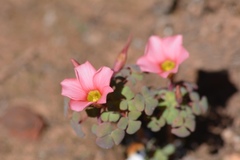 Oxalis convexula