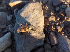 Nicrophorus marginatus