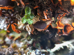 Solorina crocea