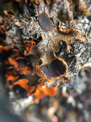 Solorina crocea