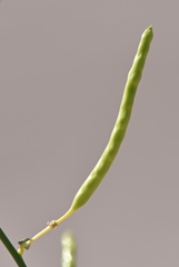 Carsonia sparsifolia