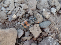 Nicrophorus marginatus