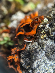 Solorina crocea