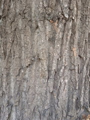 Populus × berolinensis