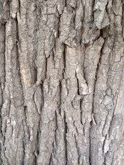 Populus × berolinensis