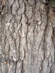 Populus × berolinensis